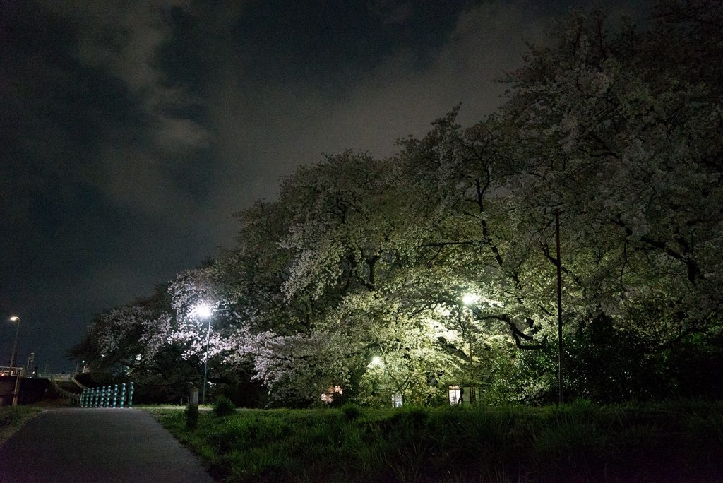 東京八王子空いている穴場夜桜スポット2017