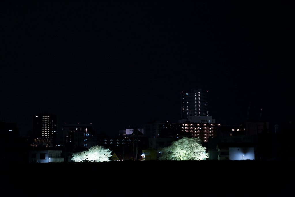 東京八王子空いている穴場夜桜スポット2017