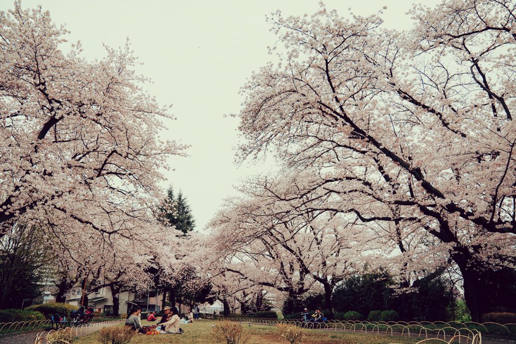 浅川 横山公園 桜