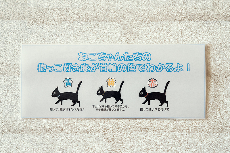 八王子に猫カフェ コックンの別荘  OPA(オーパ)に癒しの空間誕生っ 