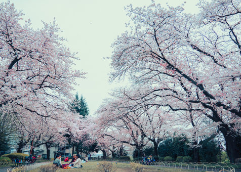 18八王子の花見おすすめスポット 桜の開花日と満開日を予想 八王子ジャーニー