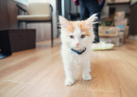 八王子に猫カフェ コックンの別荘 Opa オーパ に癒しの空間誕生っ 八王子ジャーニー