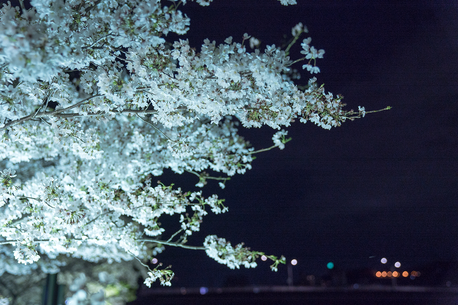 八王子の夜桜 新スポット発見 浅川沿いに急げぇ 八王子ジャーニー