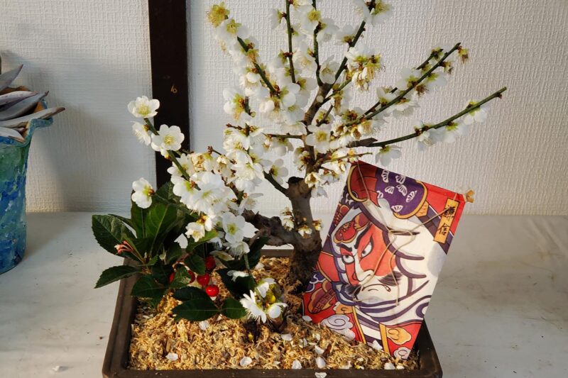 多肉植物や盆栽を作れちゃう 珍しい品揃えの 花工房 極 オープン 八王子ジャーニー