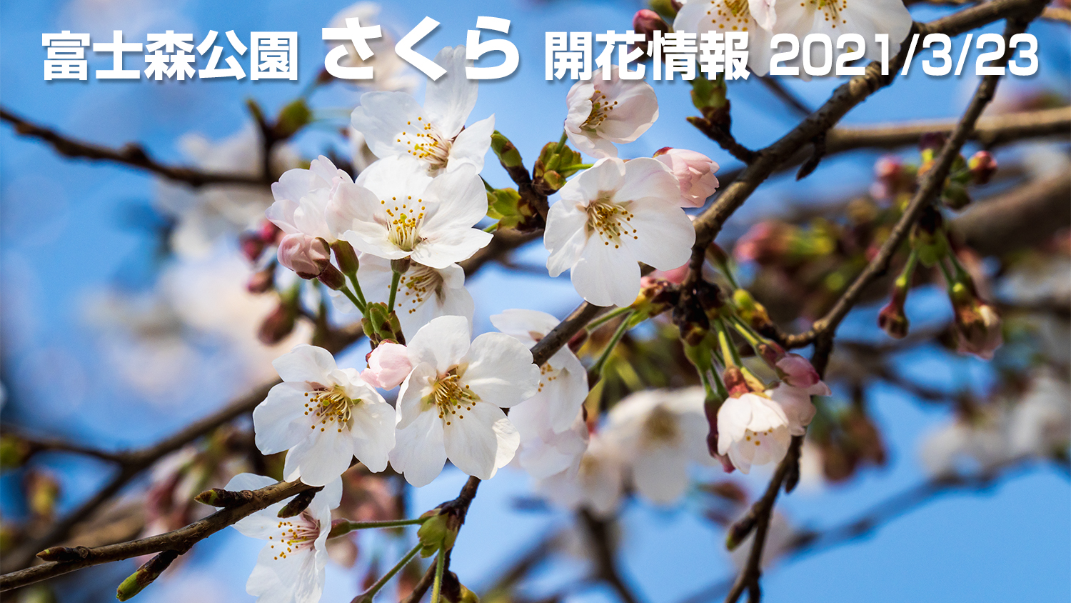 最新】2021年 富士森公園の桜開花状況！屋台とライトアップは中止 