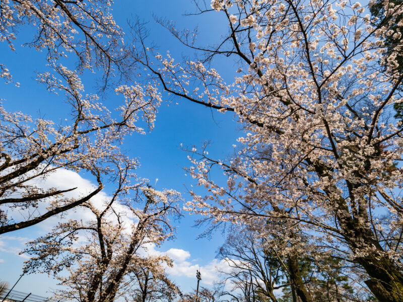 最新 21年 富士森公園の桜開花状況 屋台とライトアップは中止 八王子ジャーニー