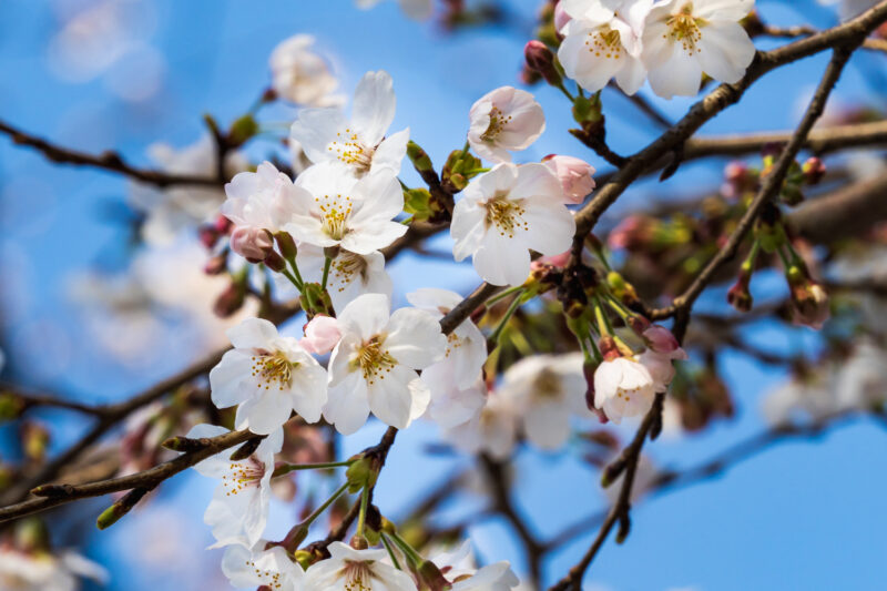 最新 21年 富士森公園の桜開花状況 屋台とライトアップは中止 八王子ジャーニー