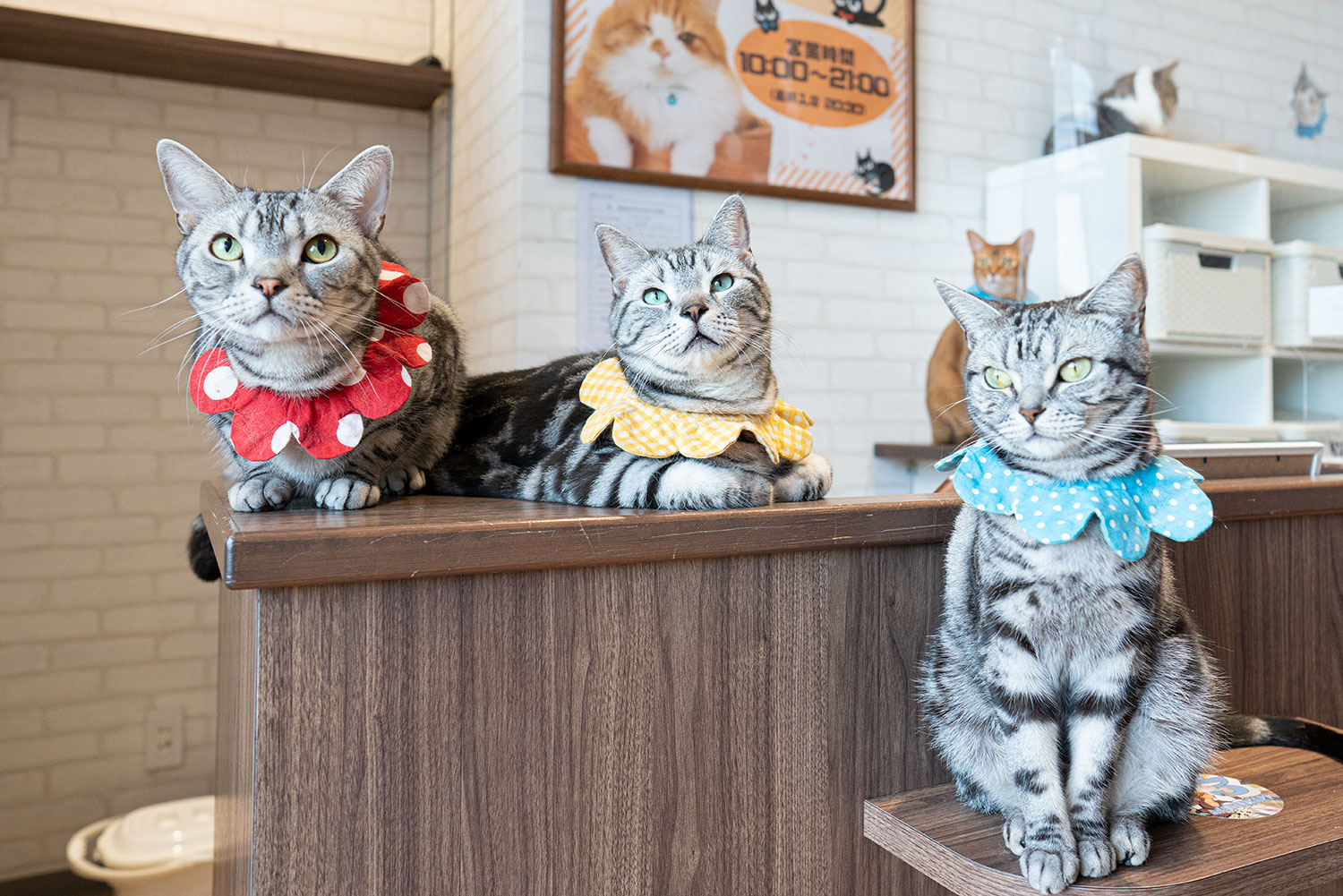 猫カフェ コックンの別荘 八王子オーパ店 店舗情報 八王子ジャーニー