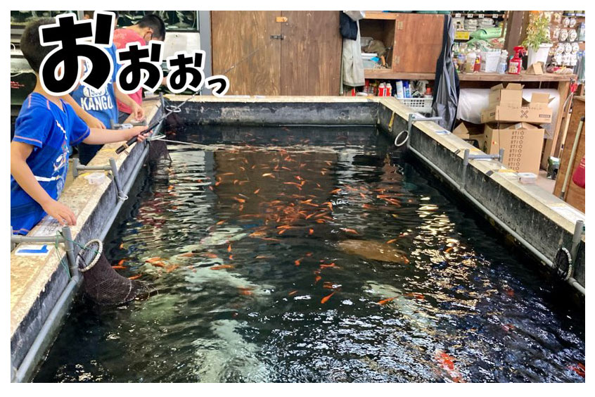 夏休み中のお子様にオススメ 吉田観賞魚のミニつりぼりで夏の思い出を 八王子ジャーニー